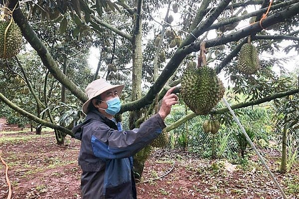 TRUNG QUỐC ĐỒNG Ý 51 MÃ SỐ VÙNG TRỒNG, 25 CƠ SỞ ĐÓNG GÓI SẦU RIÊNG VIỆT NAM 